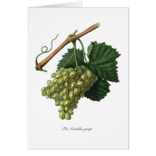 The Verdelho grape Cards (Front)