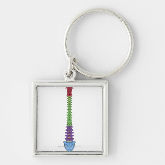 The Vertebral Column 2 Keychain (Front)