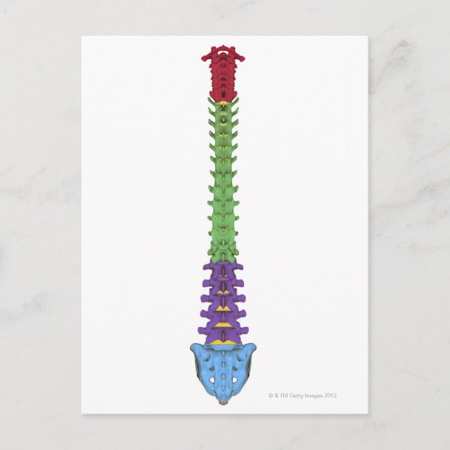 The Vertebral Column 2 Postcard (Front)