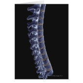 The Vertebral Column 3 (Front)