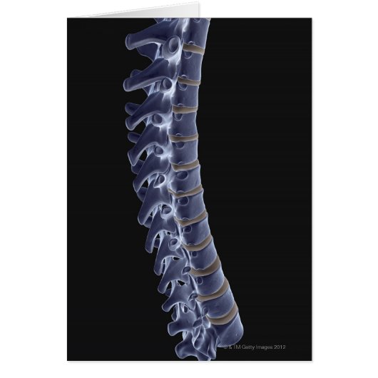 The Vertebral Column 3 Cards (Front)