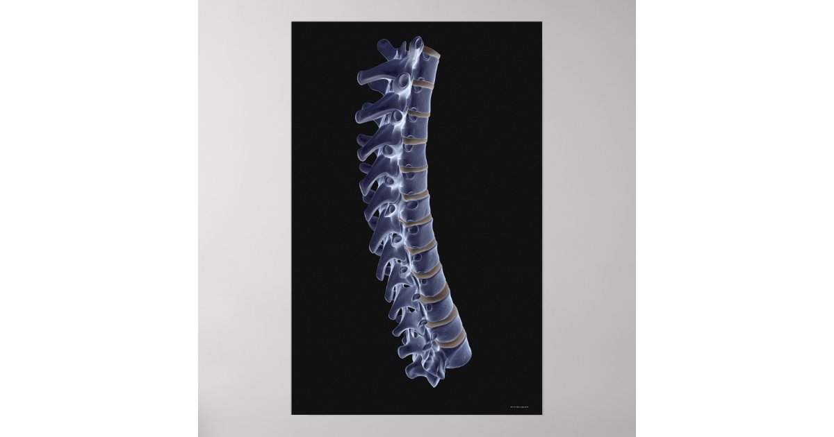 The Vertebral Column 3 Poster | Zazzle