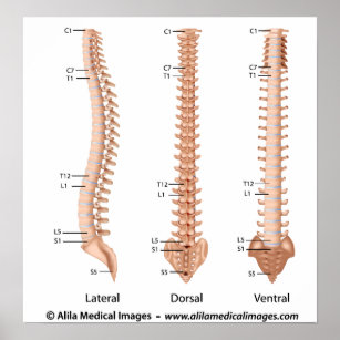 Laminated Vertebral Column Educational Chart Poster Poster