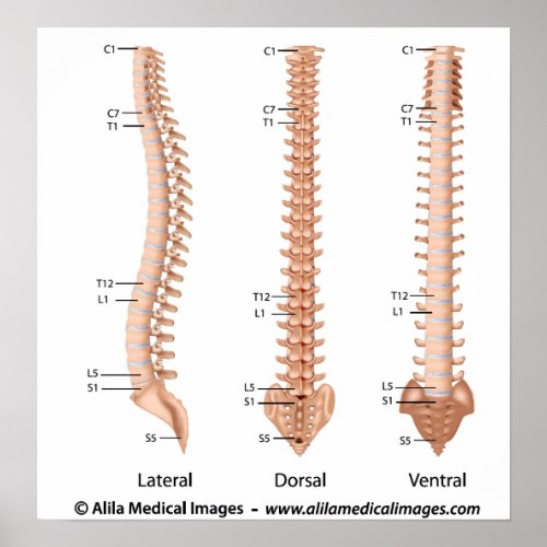 The vertebral column all views labeled drawing poster