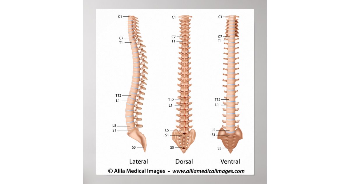 The vertebral column all views, labeled drawing. poster ...