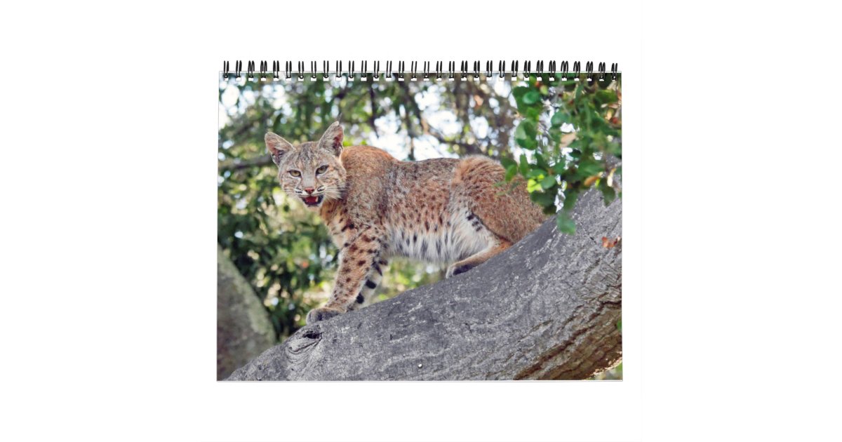 The Villages Bird and Wildlife Calendar