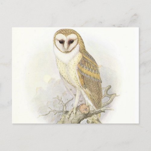 The Vintage Barn Owl Postcard