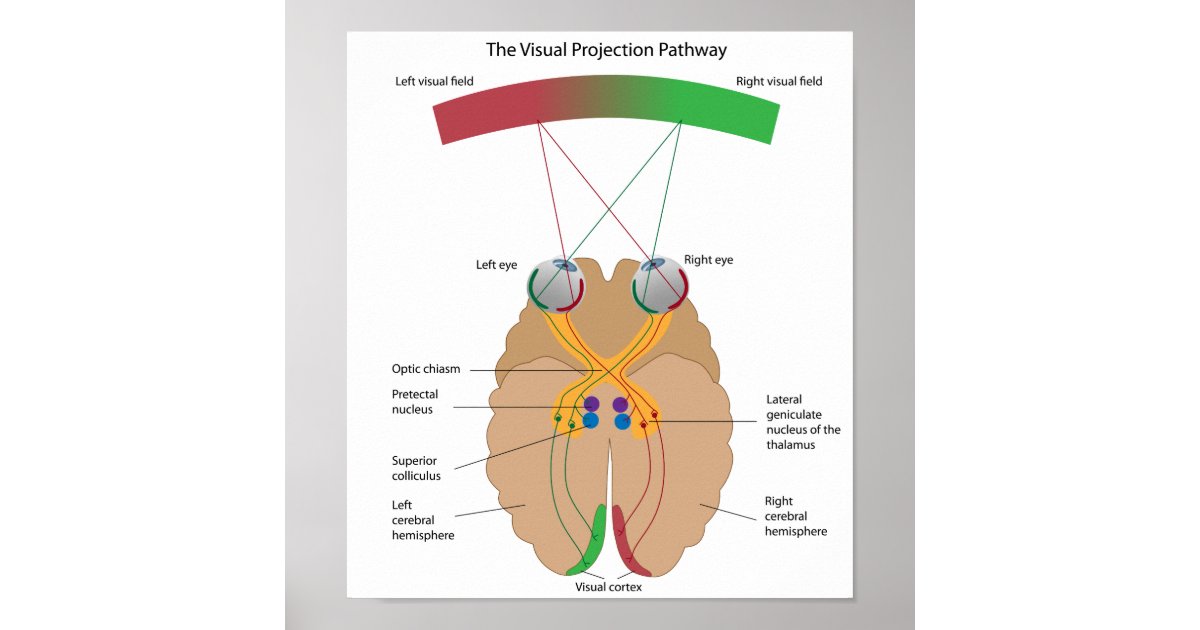 The visual projection pathway Poster | Zazzle