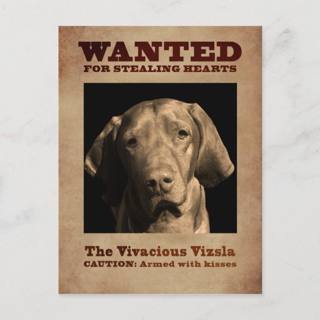 The Vivacious Vizsla Postcard (Front)