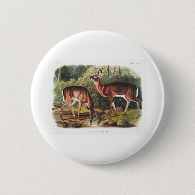 the viviparous quadrupeds by John James Audubon Button (Front)