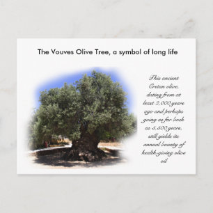The Vouves Olive Tree, symbol of long life... Postcard