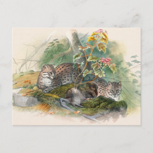 The Wagati Cat by Joseph Wolf Postcard (Front)