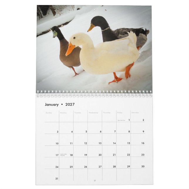 The Walking Ducks 2015 Calender Calendar (Jan 2027)