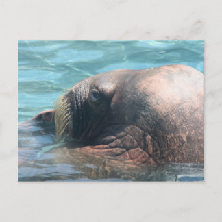 The Walrus Postcard