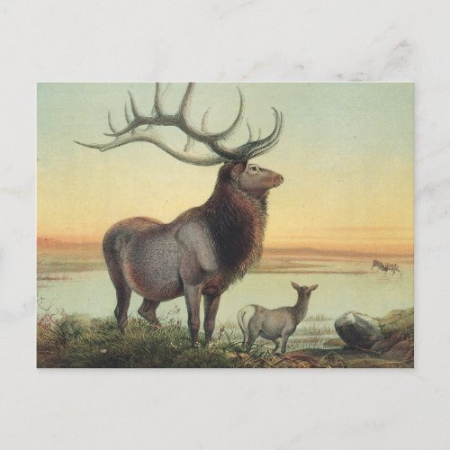 The Wapiti Deer by Joseph Wolf Postcard