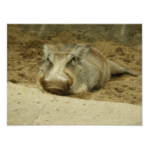 The Warthog Photo Print