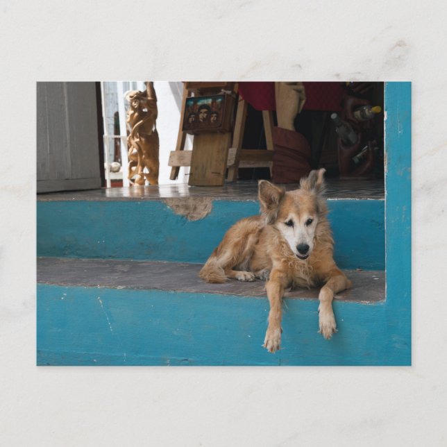 The Watchdog. Postcard (Front)