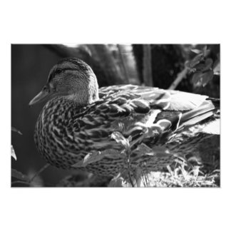 The Watcher Photo Print