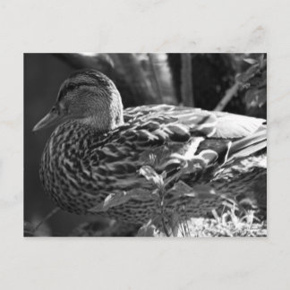The Watcher Postcard