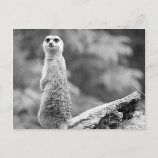 "The Watchman" Postcard