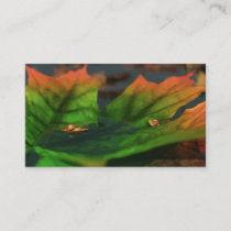 The Water Is Wide Bookmarks Business Card