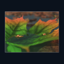 The Water Is Wide Postcard