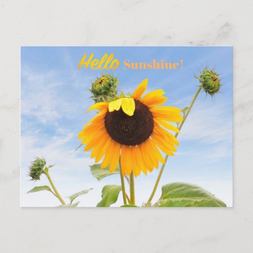 The Waving Sunflower Postcard