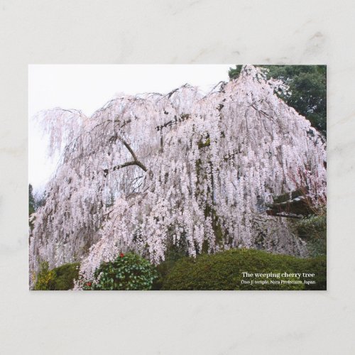 The weeping cherry tree postcard