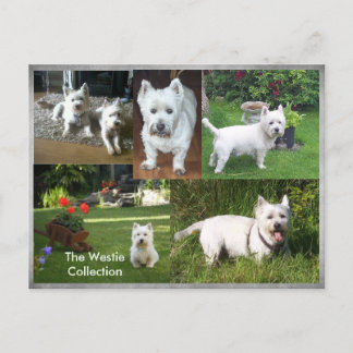 The Westie Collection postcard