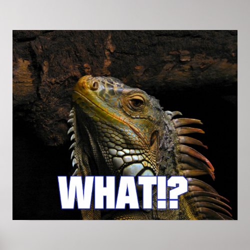 The What Iguana Canvas Poster