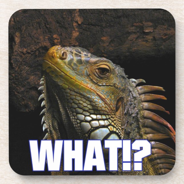 The What!? Iguana Drink Coaster (Front)