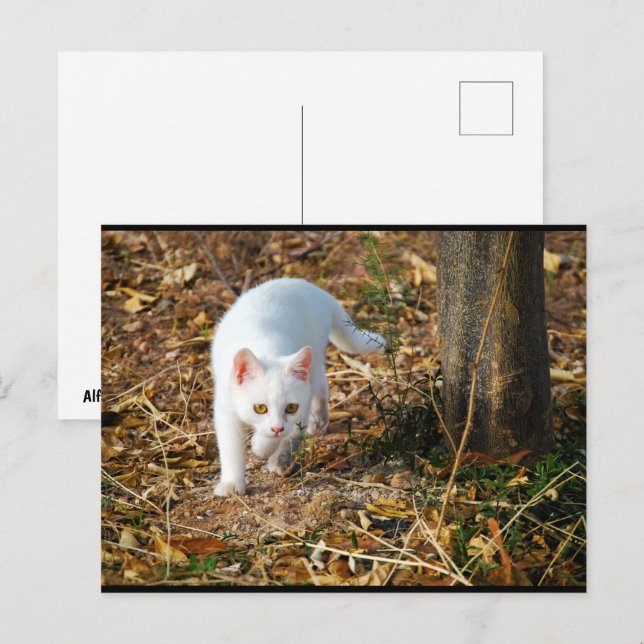 The White Hunter Postcard (Front/Back)