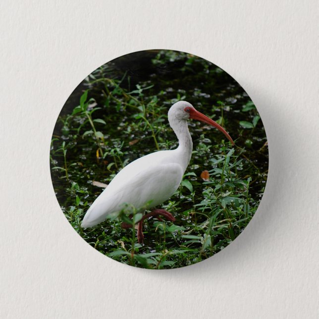 The White Ibis... Pinback Button (Front)