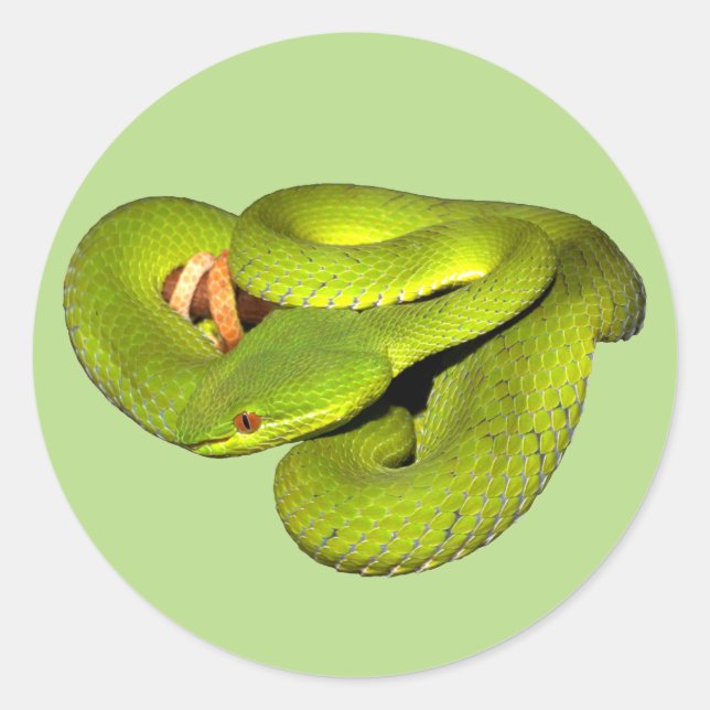 The white-lipped pit viper classic round sticker (Front)