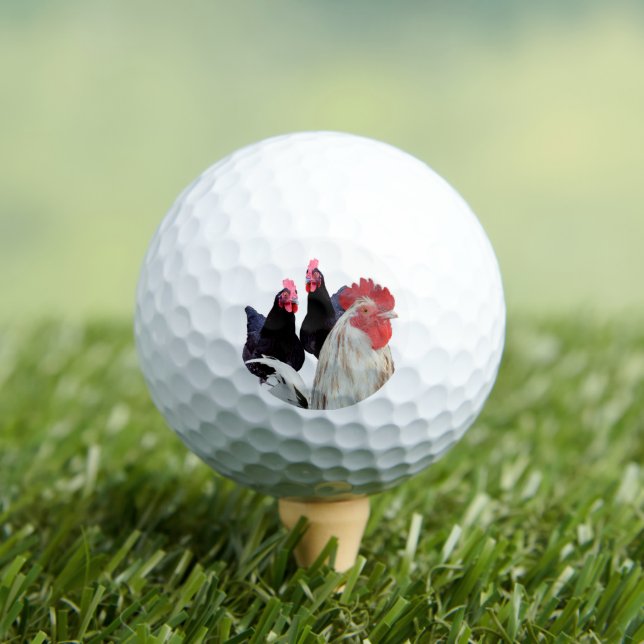  "The White Rooster and His Black Hens" Golf Balls (Insitu Tee)