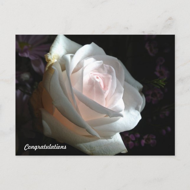 The White Rose - Congratulations Postcard (Front)