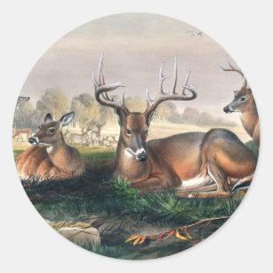 The White-Tailed by Joseph Wolf Classic Round Sticker