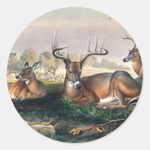 The White_Tailed by Joseph Wolf Classic Round Sticker