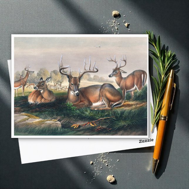 The White-Tailed Deer by Joseph Wolf  Postcard (Creator Uploaded)