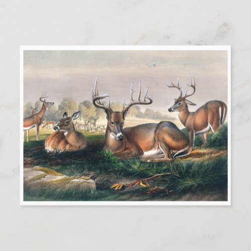 The White_Tailed Deer by Joseph Wolf  Postcard