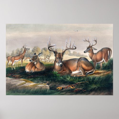 The White_Tailed Deer by Joseph Wolf  Poster