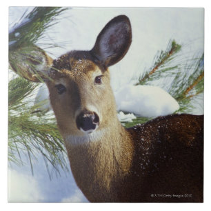 The White-tailed deer (Odocoileus virginianus), Tile