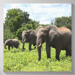 The Whole Family — Wild Elephant Herd, Africa Safa Canvas Photo Tile