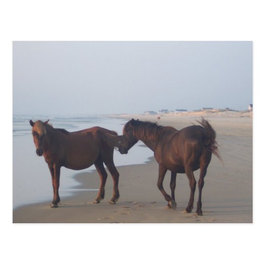 The Wild Horses of Carova Beach Postcard