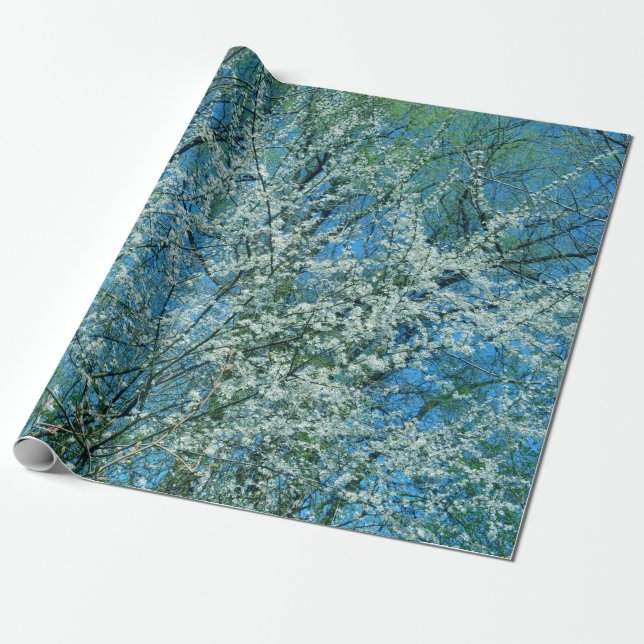 The wild plum tree in blossom  wrapping paper (Unrolled)