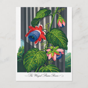 The Winged Passion Flower Botanical Art Postcard