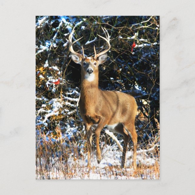 "The Winter Prince"  Postcard (Front)