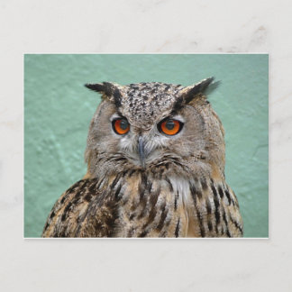 The Wise Owl Postcard