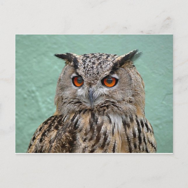 The Wise Owl Postcard (Front)