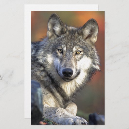 The Wolf (Front/Back)